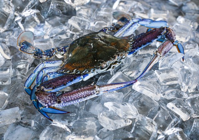 Raw Blue Swimmer Crab (Min 400g Sold Each)