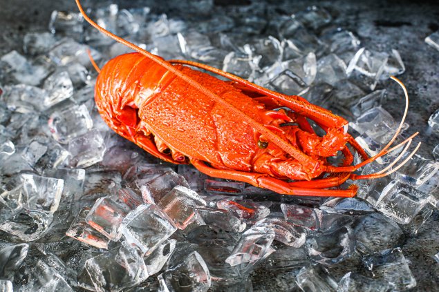Cooked WA Lobster (450-500 GR) 