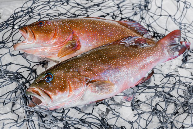 Small Whole Coral Trout (Min 850-1kg)