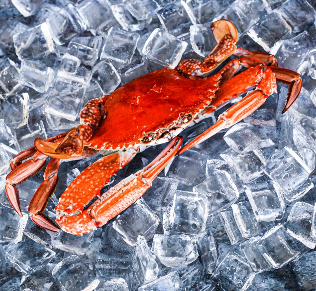Cooked Blue Swimmer Crab (200-300g Each) 