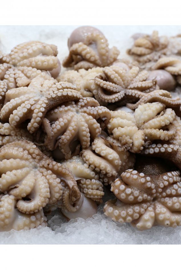 Baby Octopus 1kg 