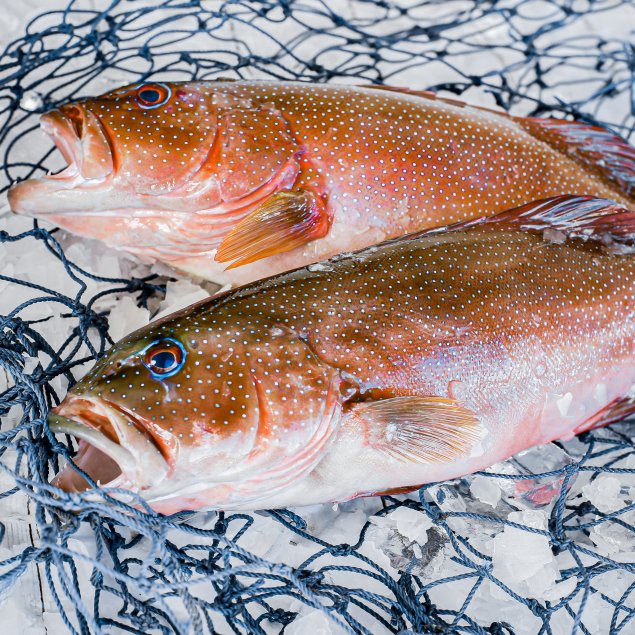 Small Whole Coral Trout (Min 850-1kg)